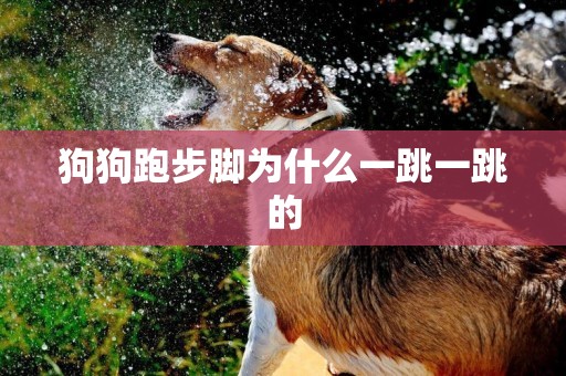 狗狗跑步腳為什么一跳一跳的