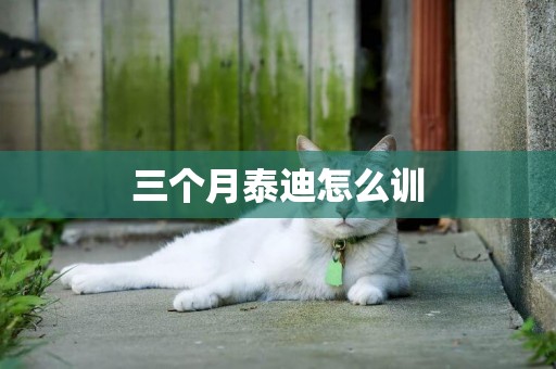 三個月泰迪怎么訓