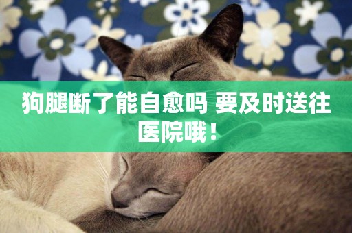狗腿斷了能自愈嗎 要及時送往醫院哦！