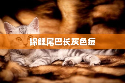 錦鯉尾巴長灰色痘