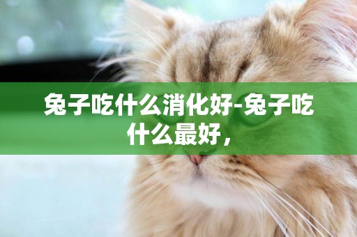 兔子吃什么消化好-兔子吃什么最好，