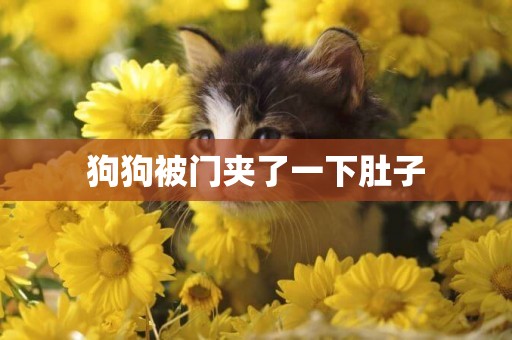 狗狗被門夾了一下肚子