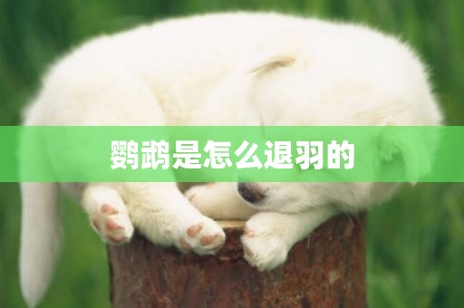 鸚鵡是怎么退羽的