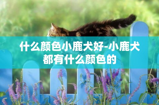 什么顏色小鹿犬好-小鹿犬都有什么顏色的