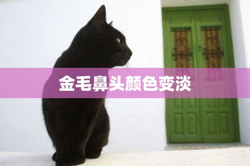 金毛鼻頭顏色變淡