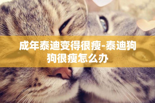 成年泰迪變得很瘦-泰迪狗狗很瘦怎么辦