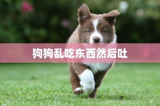 狗狗亂吃東西然后吐