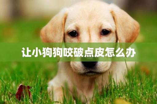 讓小狗狗咬破點皮怎么辦