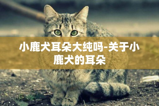 小鹿犬耳朵大純嗎-關于小鹿犬的耳朵