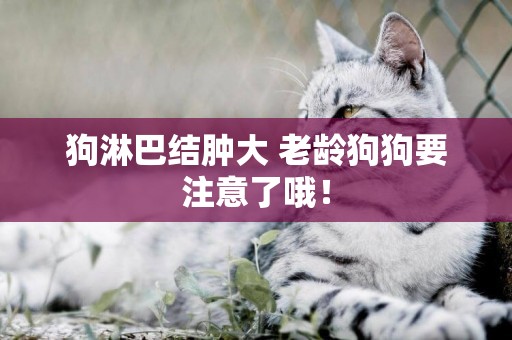 狗淋巴結腫大 老齡狗狗要注意了哦！