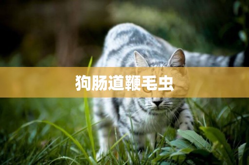 狗腸道鞭毛蟲