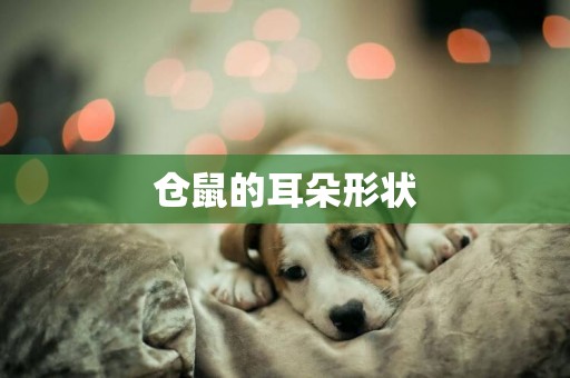 倉鼠的耳朵形狀