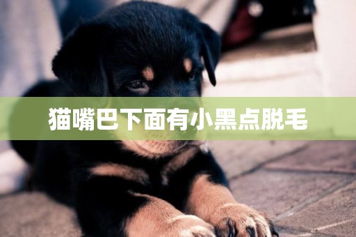 貓嘴巴下面有小黑點脫毛