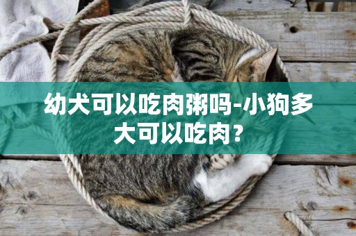 幼犬可以吃肉粥嗎-小狗多大可以吃肉？
