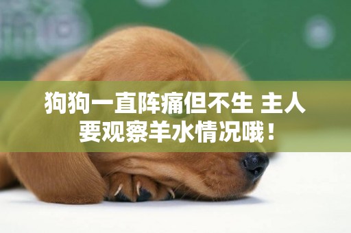 狗狗一直陣痛但不生 主人要觀察羊水情況哦！