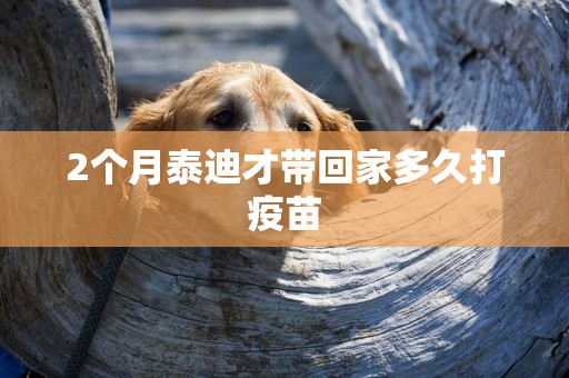 2個月泰迪才帶回家多久打疫苗