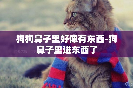 狗狗鼻子里好像有東西-狗鼻子里進東西了