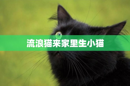 流浪貓來家里生小貓