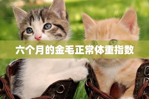 六個月的金毛正常體重指數