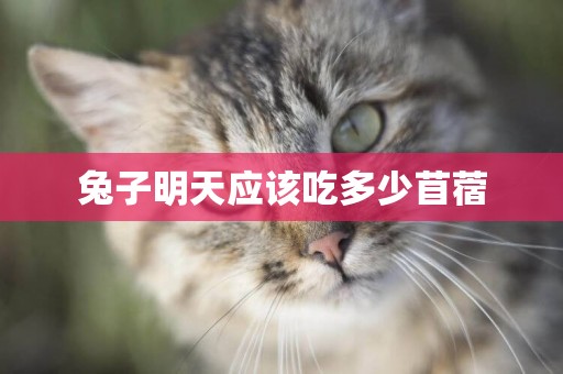 兔子明天應該吃多少苜蓿