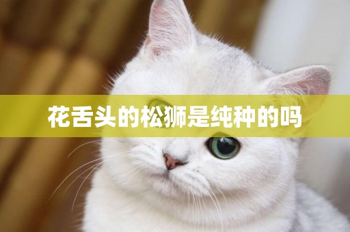 花舌頭的松獅是純種的嗎