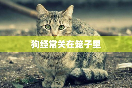 狗經常關在籠子里