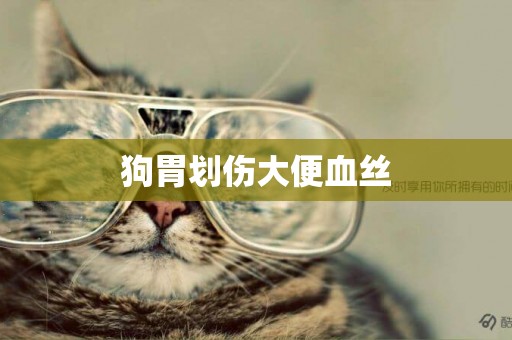 狗胃劃傷大便血絲