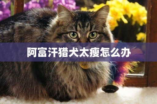 阿富汗獵犬太瘦怎么辦