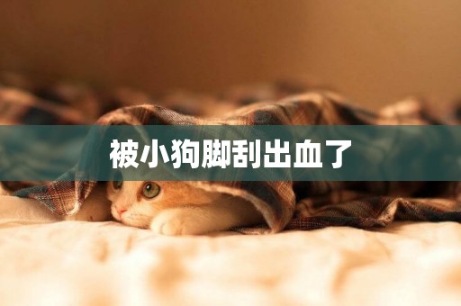 被小狗腳刮出血了