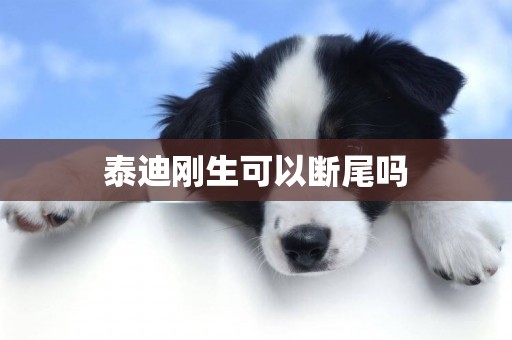 泰迪剛生可以斷尾嗎
