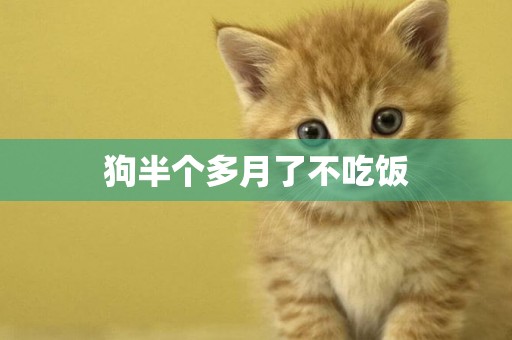狗半個多月了不吃飯