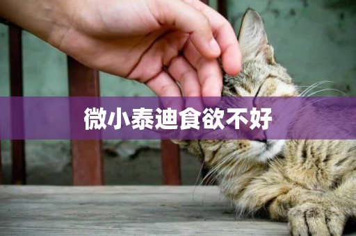 微小泰迪食欲不好