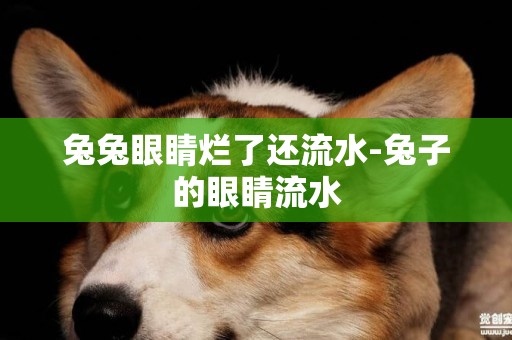 兔兔眼睛爛了還流水-兔子的眼睛流水