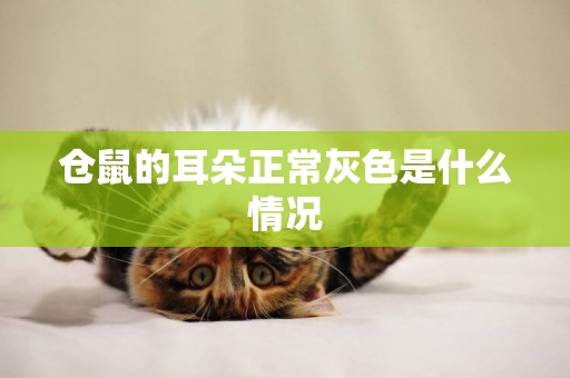 倉鼠的耳朵正常灰色是什么情況