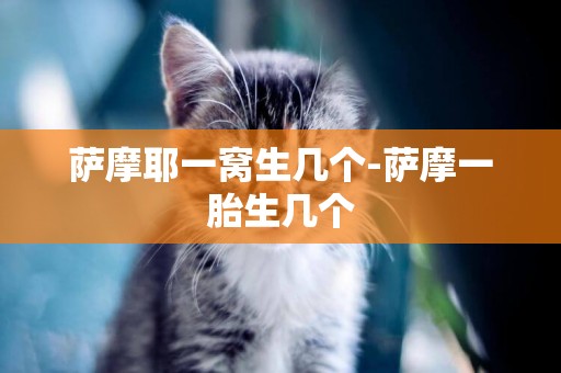 薩摩耶一窩生幾個-薩摩一胎生幾個