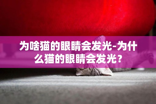 為啥貓的眼睛會發光-為什么貓的眼睛會發光？