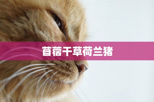 苜蓿干草荷蘭豬
