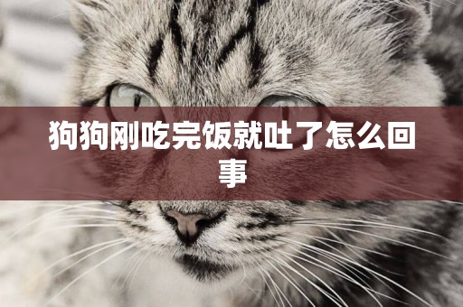 狗狗剛吃完飯就吐了怎么回事