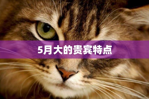 5月大的貴賓特點