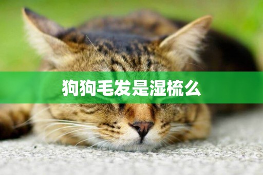 狗狗毛發是濕梳么