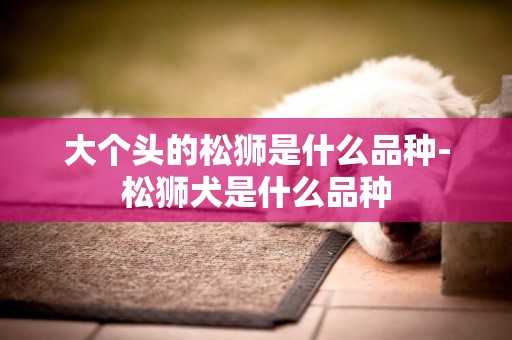 大個頭的松獅是什么品種-松獅犬是什么品種