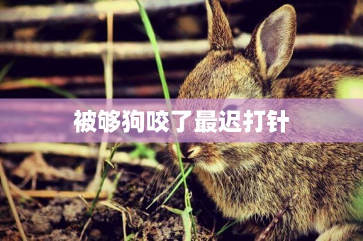 被夠狗咬了最遲打針