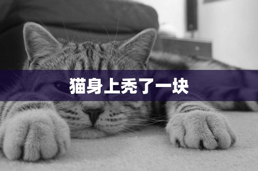 貓身上禿了一塊