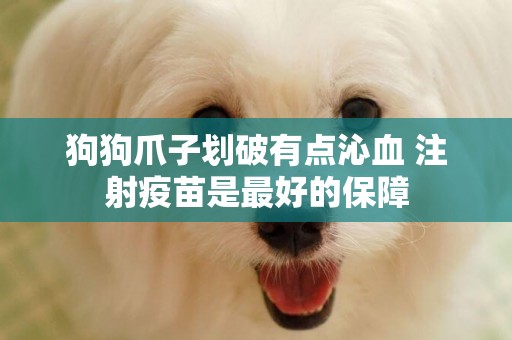 狗狗爪子劃破有點沁血 注射疫苗是最好的保障