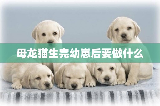 母龍貓生完幼崽后要做什么