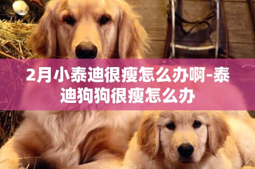 2月小泰迪很瘦怎么辦啊-泰迪狗狗很瘦怎么辦