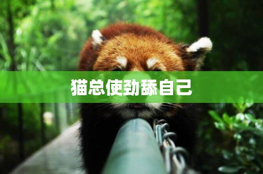 貓總使勁舔自己