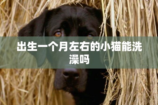 出生一個月左右的小貓能洗澡嗎