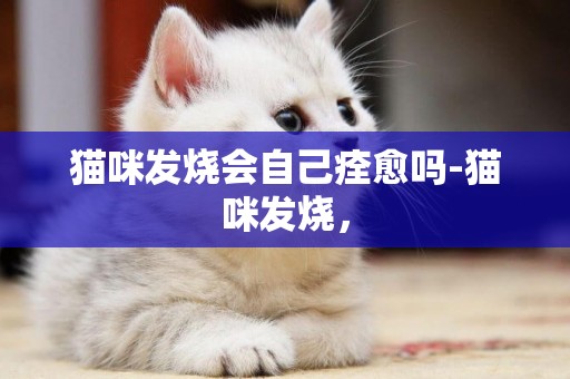貓咪發燒會自己痊愈嗎-貓咪發燒，