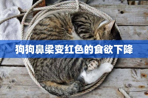 狗狗鼻梁變紅色的食欲下降